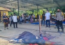 Polres Maros Sembelih 8 Ekor Sapi, Dagingnya Dikirim ke Rumah-Rumah Warga