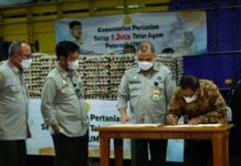 Mentan SYL Lakukan Intervensi Untuk Selamatkan Nasib Peternak Ayam Petelur di Masa Pandemi