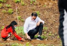 Tanam Pohon Bersama Masyarakat NTB, Presiden Jokowi: Pohon Dirawat Supaya Bisa Memberi Dampak Ekonomi ke Masyarakat