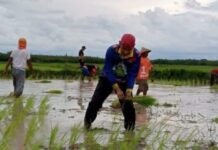 Ketua DPRD Makassar Berbaur dengan Warga Lakkang Tanam Padi, Petani: Ini Yang Buat Kami Semangat Bekerja