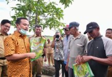 Petani Bulukumba Suka “Mandiri Benih” Yang Diinisiasi Gubernur Andi Sudirman, Kualitasnya Bagus