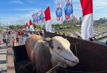 Dapat Sumbangan Sapi dari OTK, Gubernur Andi Sudirman Jadikan Hewan Qurban