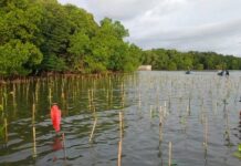 DKP Sulsel Tanam 10 Ribu Bibit di Borimasunggu Pangkep, Gubernur Andi Sudirman: Kembalikan Fungsi Mangrove