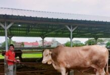 Sumbangan Sapi Orang Tak Dikenal Untuk Gubernur Sulsel, Sudah Disembelih, Dagingnya Dibagikan ke Daerah