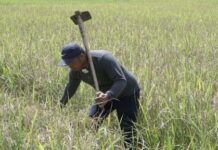 Setelah Pake Mandiri Benih Bantuan Gubernur Andi Sudirman, Petani di Maros Bisa Panen Padi 8 Ton Per Hektar