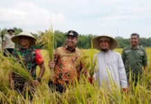 Gubernur Andi Sudirman Bersama Bupati Maros dan Warga Panen Padi Mandiri Benih di Kecamatan Tanralili