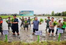 Perkenalkan Bibit Padi Galur Unggulan, Bupati dan Ketua DPRD Maros Turun ke Sawah Menanam