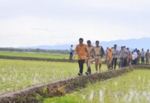 Sulsel Pemasok Beras Terbesar di Indonesia, Hingga September Suplay 120 Ribu Ton