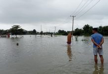Curah Hujan Tinggi, Sawah Pertanian di Kecamatan Marusu Rusak Tergenang Banjir