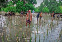 Target 154 Ribu Batang di Wilayah Bosowasi, DKP Sulsel Tanam Mangrove di Desa Polewali Bone