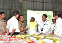 Tinjau Gudang Bulog, Presiden Jokowi: Beras Sulsel Banyak Diserap Provinsi Lain