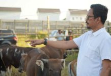 PD RPH Makassar Takut Beli Sapi Kurban di Sulsel, Pilih Datangkan dari NTB