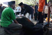 Iduladha 1444 H, Danny Pomanto Saksikan Pemotongan Hewan Kurban dan Gelar Open House