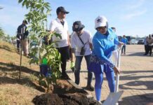 Semarak APEKSI XVI, Ratusan Pohon Tabebuya Bakal Ditanam di Makassar
