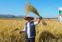 Andi Sudirman Bersama Petani, Gubernur Sulsel Panen dan Tanam Mandiri Benih Padi di Maros