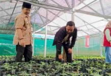 Program Biduan, DKP Parepare Bagikan 6.000 Bibit Cabai dan Tomat