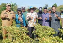 Panen Cabai Varietas Cakra Putih Bersama Pj Gubernur Bahtiar, Petani di Maros: Hasilnya Bisa Naik Haji