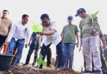 Gaungkan Budidaya Pisang di Sulsel, Pj Gubernur Bahtiar Tanam Perdana di Mare Bone