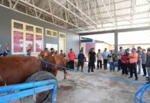 Tingkatkan Populasi Ternak Sulsel, Pj Gubernur Bahtiar Genjot Inseminasi Buatan