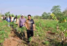 Pj Gubernur Sulsel Bahtiar Tinjau 23 Hektare Lahan Percontohan Budidaya Pisang dan Nanas di Pattallasang Gowa