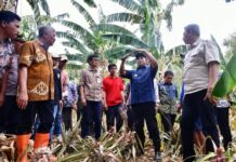 Lahirkan Produk Berbahan Dasar Pisang, Pemprov Sulsel Siapkan Pelatihan
