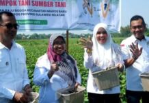 Panen Raya Kacang Hijau di Baju Bodoa Maros, Wabup Suhartina: Tanaman Ini Mengandung Protein Tinggi