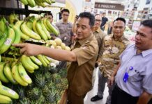 Sulsel Optimistis Jadi Penghasil Pisang Terbesar di Dunia dan Siap Penuhi Kebutuhan Pisang Cavendis