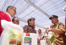 3,2 Juta Bibit Pisang Cavendish Dilaunching di Pusat Pembibitan Unhas