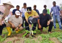 Hendak Merubah Perekonomiannya, Petani Bantaeng Serentak Tanam Pisang Cavendish