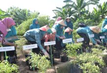 Tanam Cabai di Lahan KWT Sombere Digalakkan Tim TP PKK Makassar, Provinsi dan Pusat