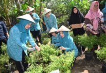 Turunkan Inflasi dengan Gerakan Tanam Cabai 10 Pohon di Tiap Rumah, TP PKK Pusat Puji Sulsel