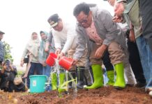 Perguruan Tinggi Ramai-ramai Tanam Pisang Cavendish, Sampai Aksa Mahmud Bilang Program Luar Biasa