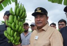Dorong Ekonomi Petani Sidrap dengan Menyampaikan Tanam Pisang Sekali Bisa Panen Seterusnya