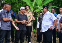 Bermodal 6 Bibit Pisang Cavendish, Kini Petani Bone Ini Miliki Ribuan Pohon Sampai Pj Gubernur Sulsel Geleng Kepala Melihatnya