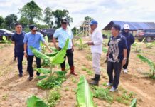 Baru 3 Bulan, Kini Pisang Cavendish yang Ditanam Pj Gubernur Sulsel di Kabupaten Bone Sudah Setinggi Bahu Orang Dewasa