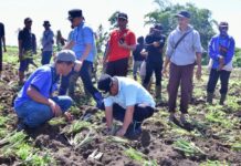 Pemprov Sulsel Beri Bantuan Bibit Nangka dan Nenas ke Petani Bone untuk Ditanami Pada Ribuan Lahan yang Nganggur