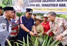 Satu Hektar Lahan Petani Menghasilkan 10 Ribu Buah Nanas, Desa Palippu Bakal Dijadikan Percontohan Pengembangan Nanas di Sulsel