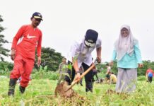 Usai Olahraga Bersama di GOR Sudiang, Barisan Muda Putra Pongka Tanam Sukun Bersama Pj Gubernur Sulsel
