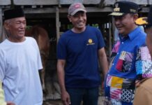 Wow, Ternyata Limbah Pisang Cavendish Jadi Alternatif Pakan Ternak Hingga Pemprov Sulsel Dorong Inseminasi Buatan
