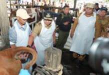 45 Hewan Ternak Sapi Kawin Suntik di Maros dengan Gunakan Sperma Simental dan Limosine