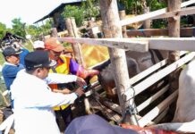 Genjot Inseminasi Buatan Hasilnya Populasi Sapi di Wajo Tertinggi Kedua di Sulsel