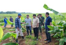 Pj Gubernur Sulsel Bahagia, Pisang Cavendish Panen 4 Bulan Lagi