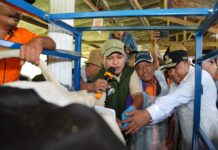 Pj Gubernur Sulsel Target Enrekang Jadi Sentral Sapi Perah