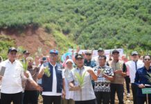 Menanti Pisang Cavendish Sulsel Jadi Penghasil Terbesar di Dunia, Pj Gubernur Bahtiar Bidik Nanas Juga