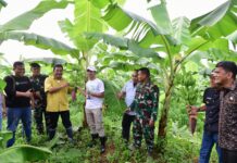 Pisang Cavendish Diinisiasi Pj Gubernur Sulsel yang Telah Ditanam di Dua Kabupaten Telah Berbuah