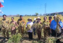 Tinjau Sawah dan Borong Hasil Panen Pangan Petani di Musyawarah Tani Abbulo Sibatang, Indira Serukan Pentingnya Pemanfaatan Inovasi Teknologi