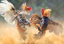 Pelaku Judi Lari Kocar Kacir, Polisi Sinjai Temukan Darah dan Kaki Ayam