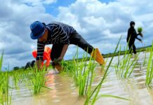 Rudianto Lallo, Legislator ‘Anak Rakyat’ Turun ke Sawah Tanam Padi di Kampung Halamannya