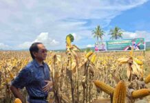 Panen Jagung di Lahan 5 Hektare, Unhas dan Baznas Minahasa Dorong Pemberdayaan Petani