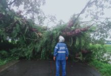 Pohon Tumbang, Banjir dan Longsor Landa Sejumlah Wilayah di Maros